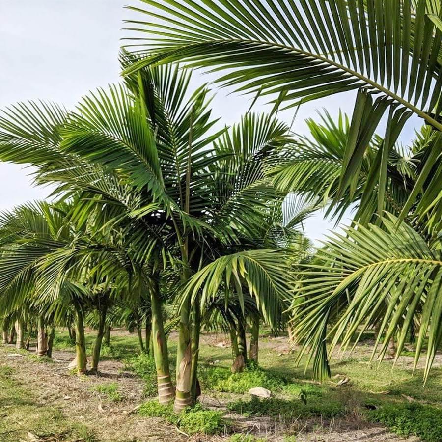 Premium Palm Tree