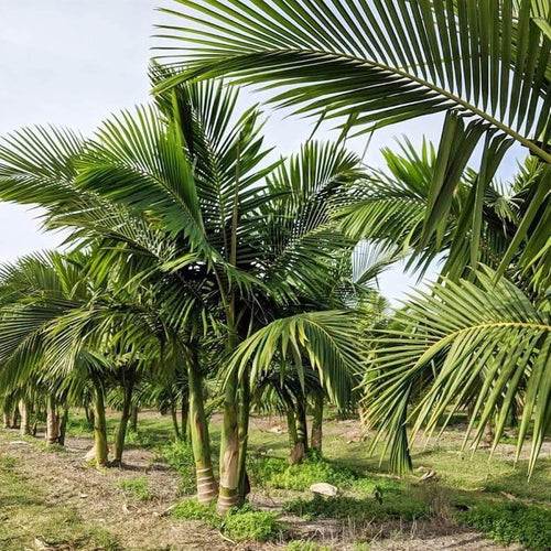 Premium Palm Tree
