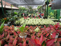 Rare Tropical Plants Collection