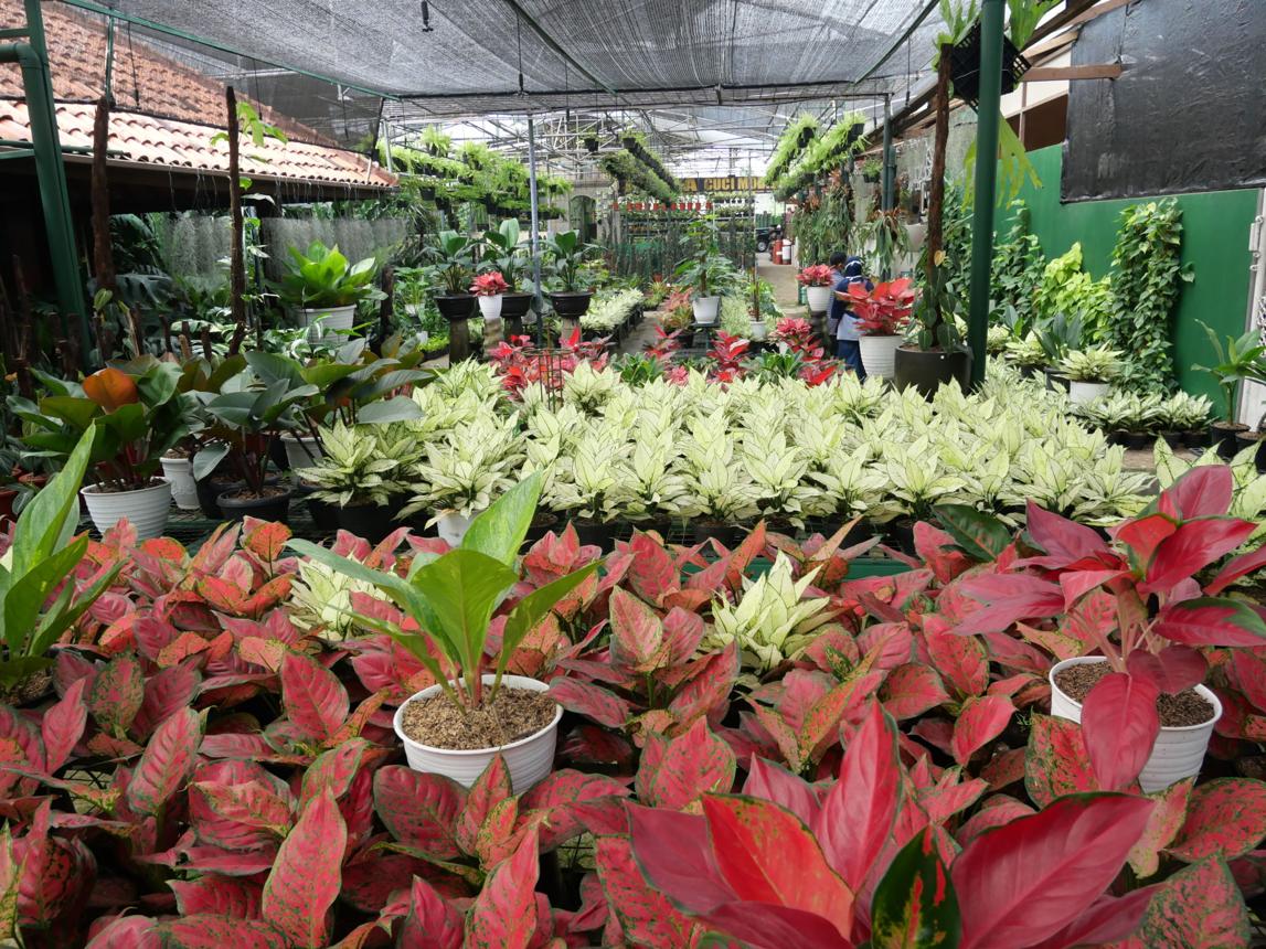 Rare Tropical Plants Collection