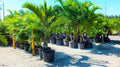 Premium Palm Tree